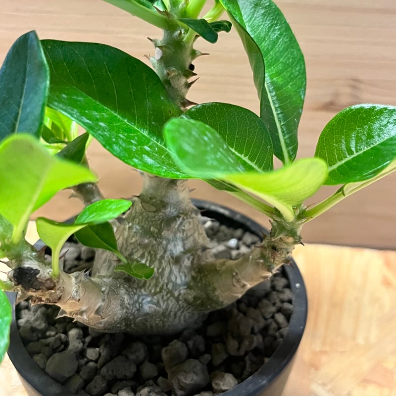 パキポディウム ウィンゾリー | GREEN LUCK