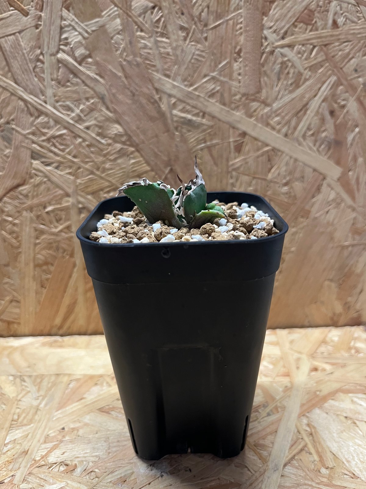 アガベ チタノタ　白鯨　金鯨 図鑑 – アガベ チタノタ 金鯨 – 品種紹介 | アガベ図鑑 - PlantsChain -