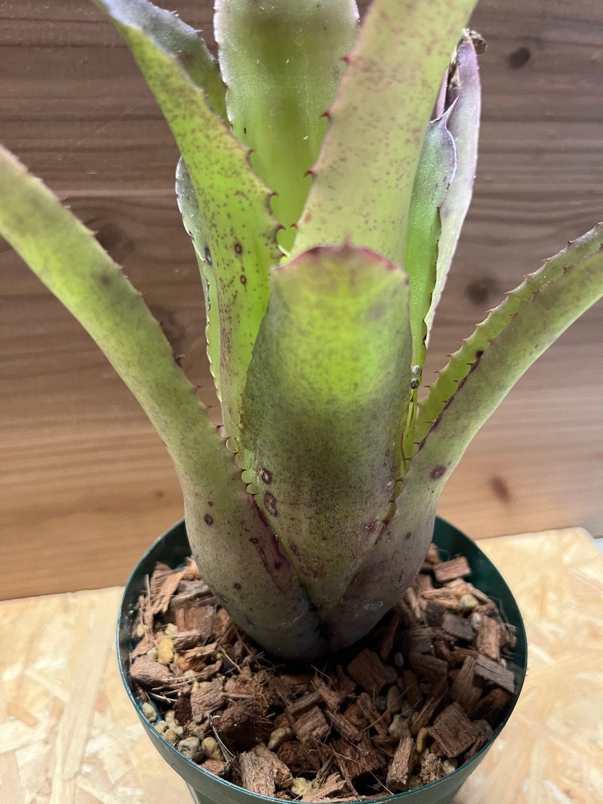 ホヘンベルギア パープルマジェスティー | GREEN LUCK