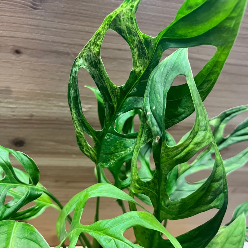 モンステラ アダンソニー ミントバリエガータ | GREEN LUCK