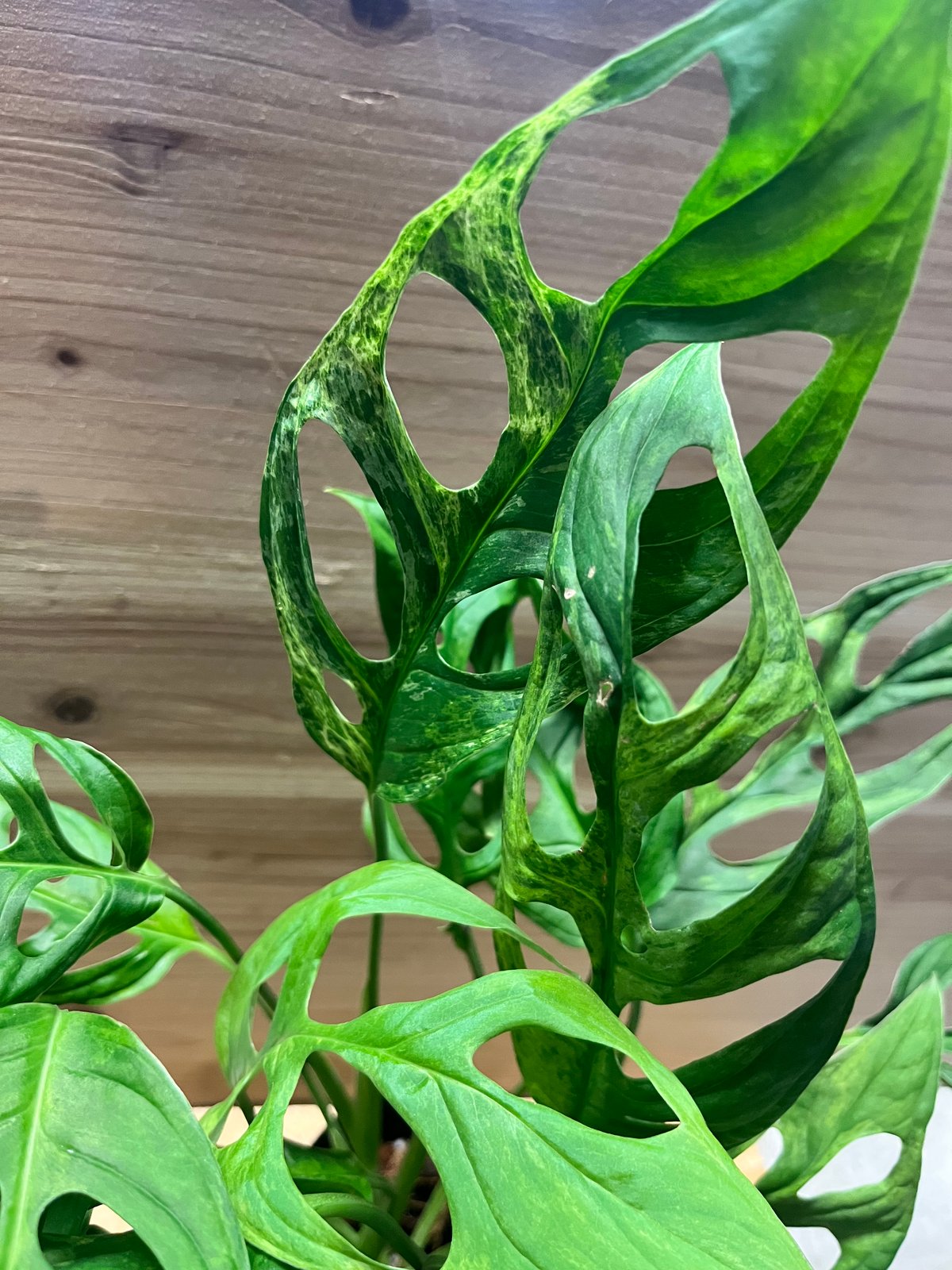モンステラ アダンソニー ミントバリエガータ | GREEN LUCK