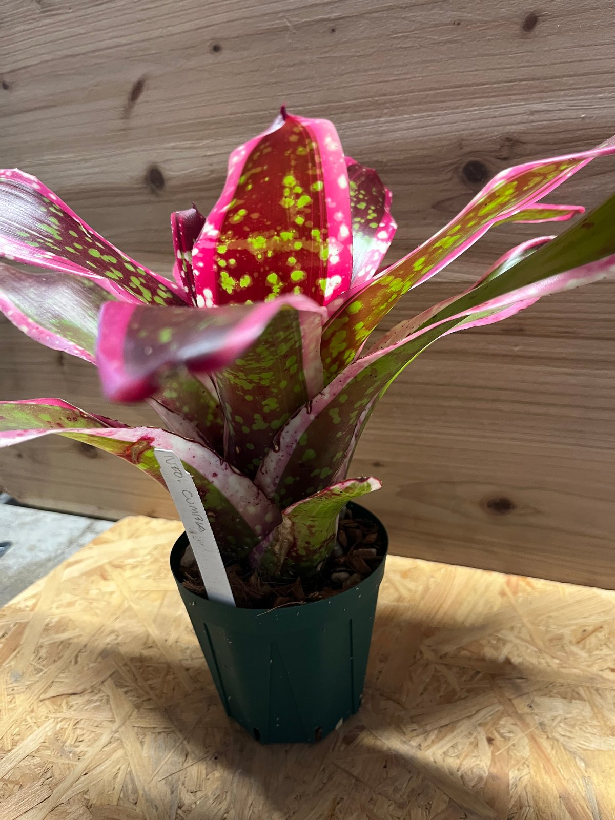 ネオレゲリア クンビア | GREEN LUCK