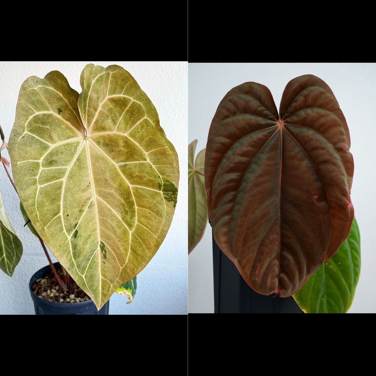 アンスリウム パンプキンスパイス×アントラキー（テズラ） | GREEN LUCK