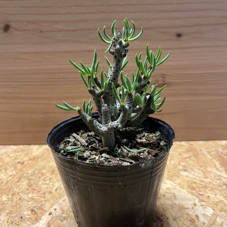 チレコドンブッコルジアヌス | STORES