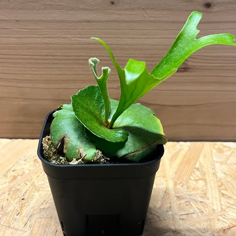 ビカクショップ 🦌 ビカクシダの引越し完了しました。 このビカクシダたちを眺め