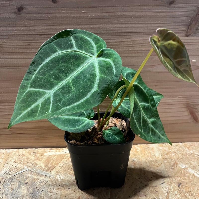 アンスリウム マグニフィカム | GREEN LUCK