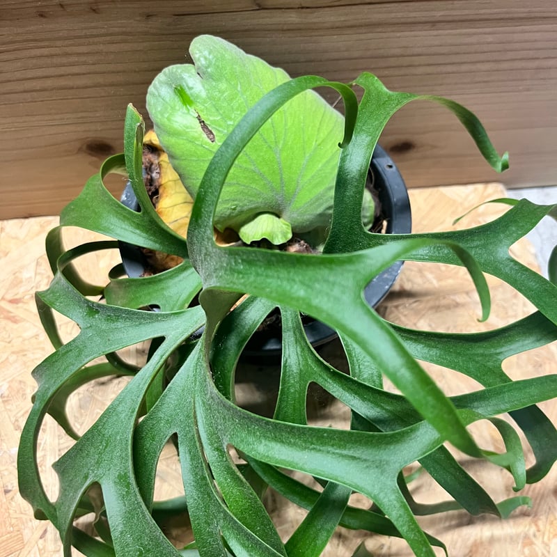 ビカクシダ　コロナリウム　フィリピネス　ドワーフ ビカクシダ・コロナリウム・フィリピネス・ドワーフ