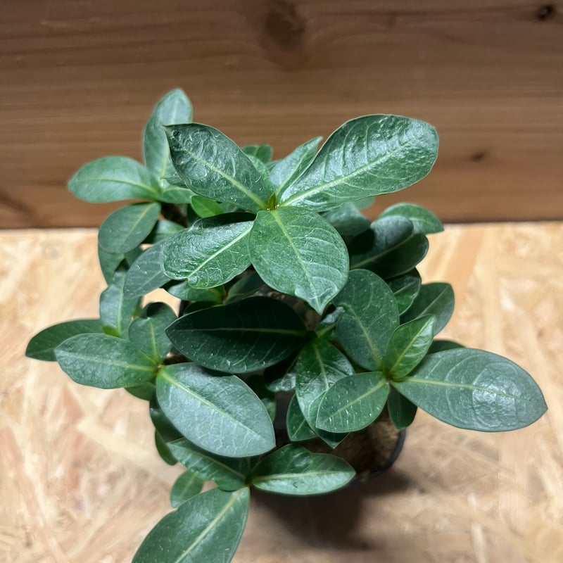 アデニウム アラビカム スーパードワーフ | GREEN LUCK