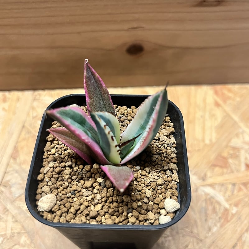 アガベ チタノタ スナグルトゥース | GREEN LUCK