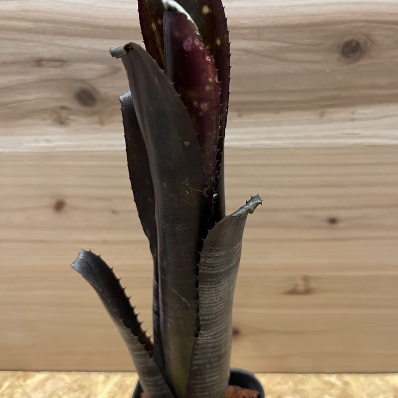 ビルベルギア ダースベイダー | GREEN LUCK