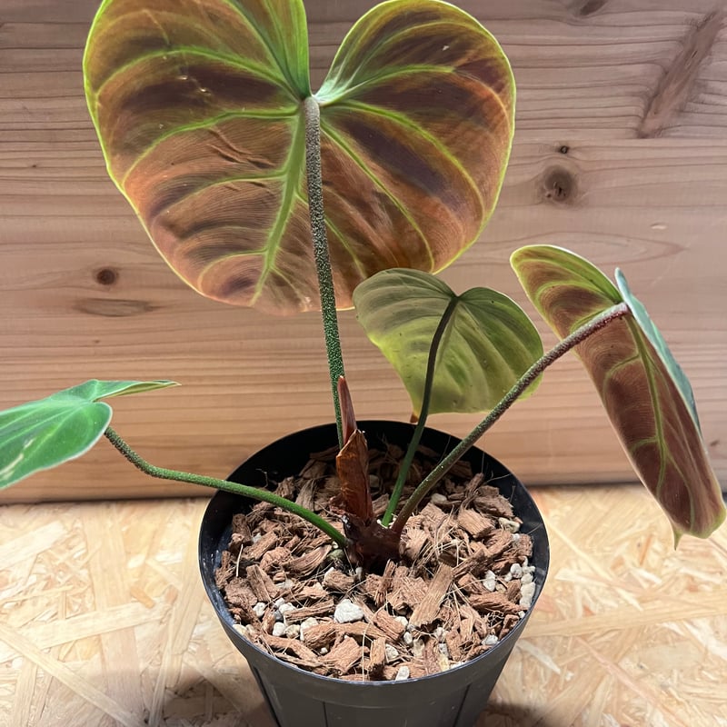 フィロデンドロン ジュベナイル エル チョコ レッド | GREEN LUCK