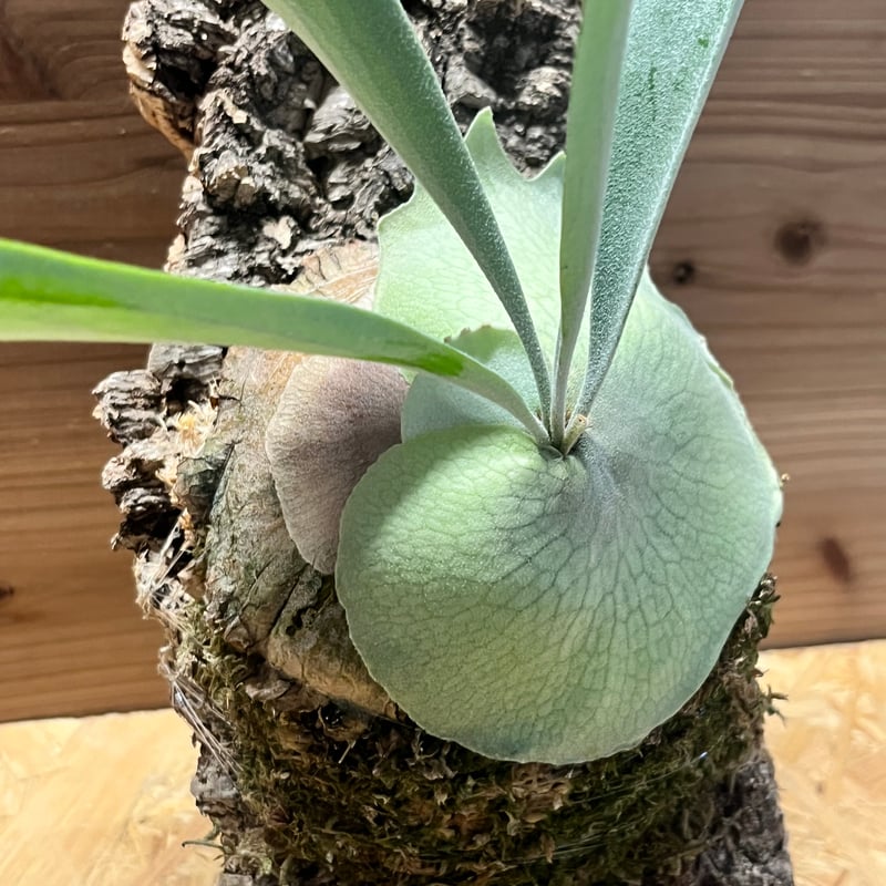 ビカクシダ ベイチー 'アーバンリバー' | GREEN LUCK