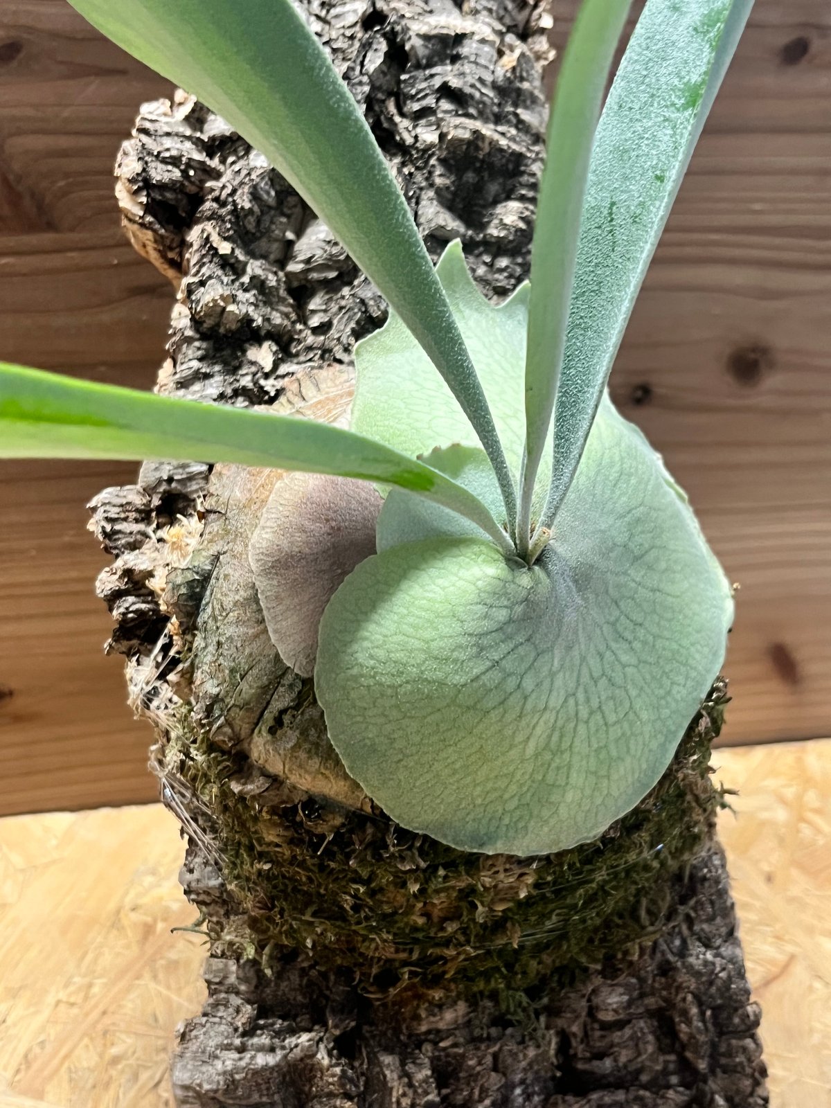 ビカクシダ ベイチー 'アーバンリバー' | GREEN LUCK