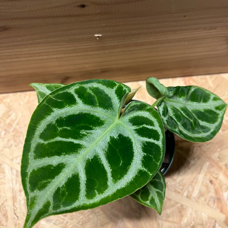 アンスリウム ドラヤキ | GREEN LUCK