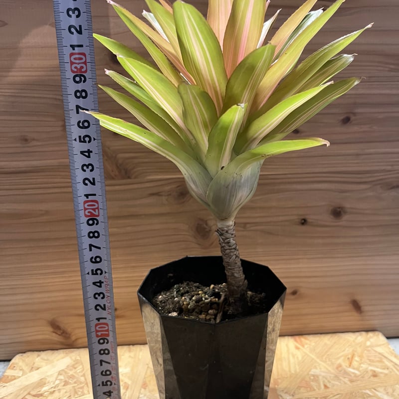 ネオレゲリア インフィニティ バリエガータ | GREEN LUCK