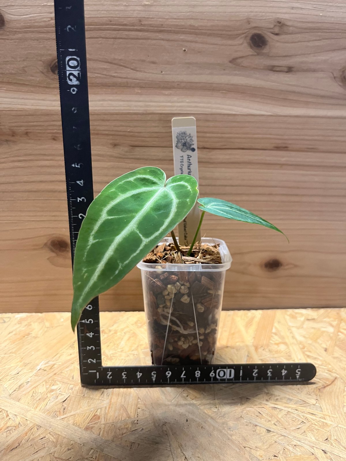 アンスリウム FTGクリスタル× ミシェル×レッドベルベットケーキ