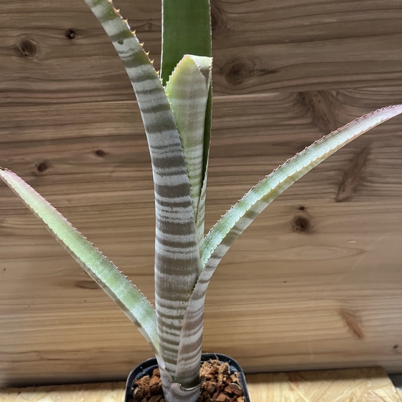 ビルベルギア Bill.miz mollic 【artPLANTs/PLANTS GARAGE 】 ビルベルギア