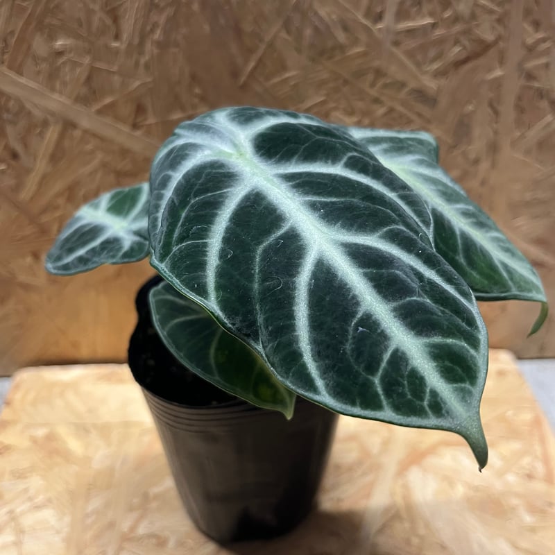 Alocasia Ninja Tricolor/ アロカシア ニンジャ 斑入り② Alocasia Ninja Tricolor/ アロカシア ニンジャ 斑入り②