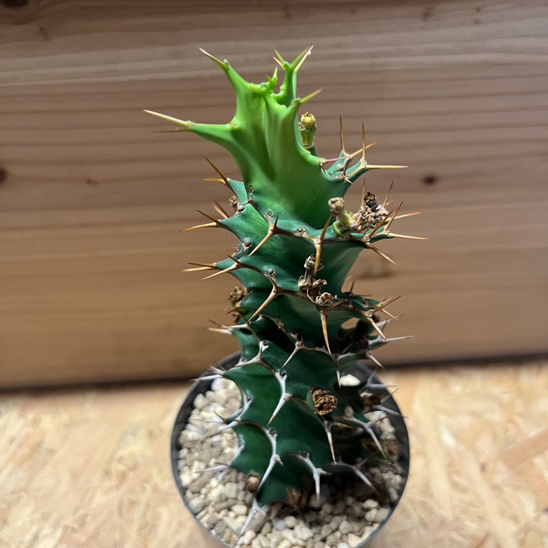 ユーフォルビア トルチラマ | GREEN LUCK