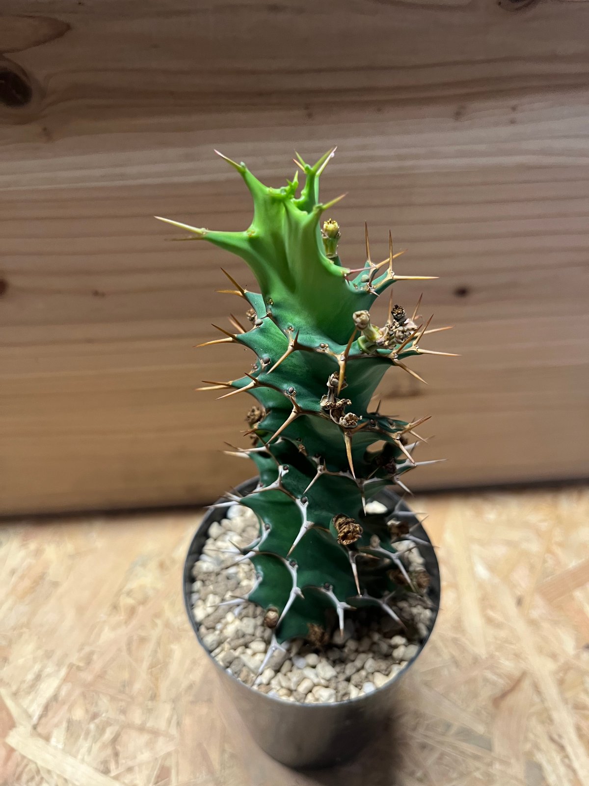 ユーフォルビア トルチラマ | GREEN LUCK