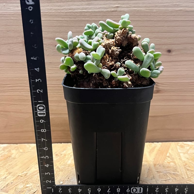 ケラリア ピグマエア | GREEN LUCK