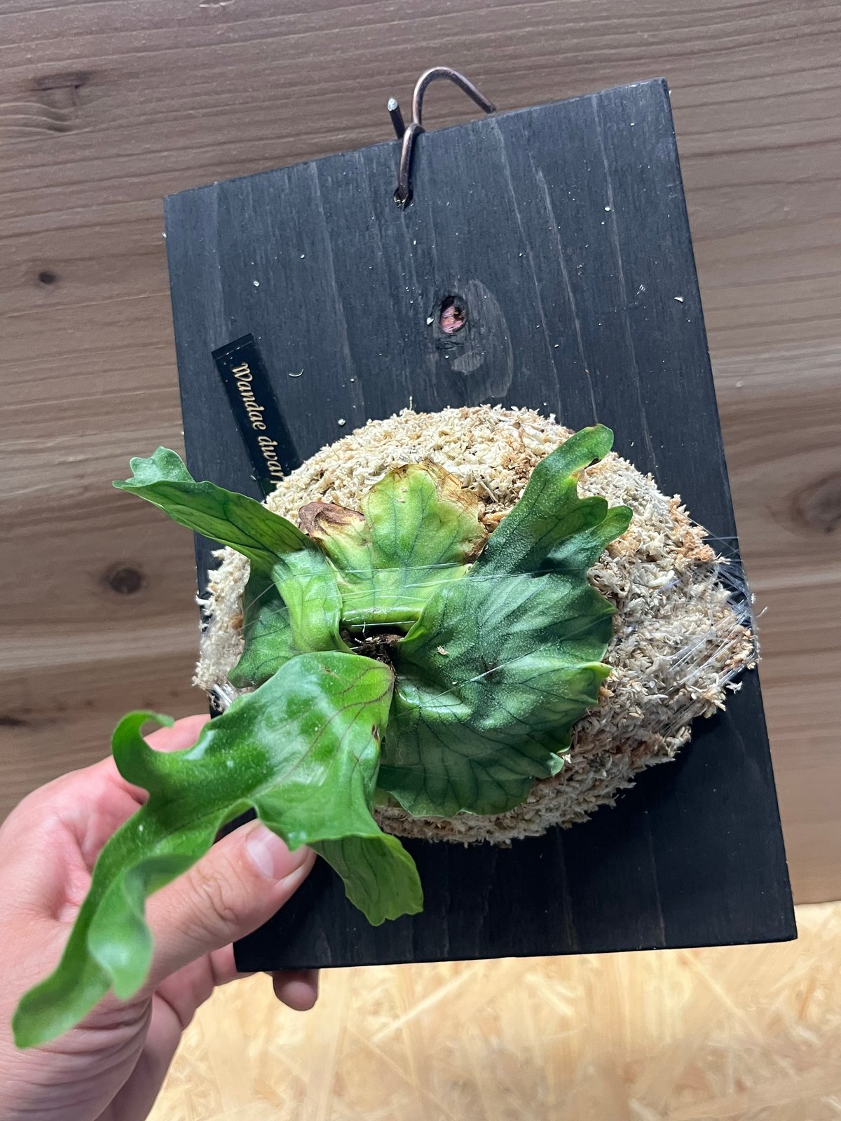 ビカクシダ・ワンダエ　大株 ビカクシダ ワンダエ ドワーフ | GREEN LUCK