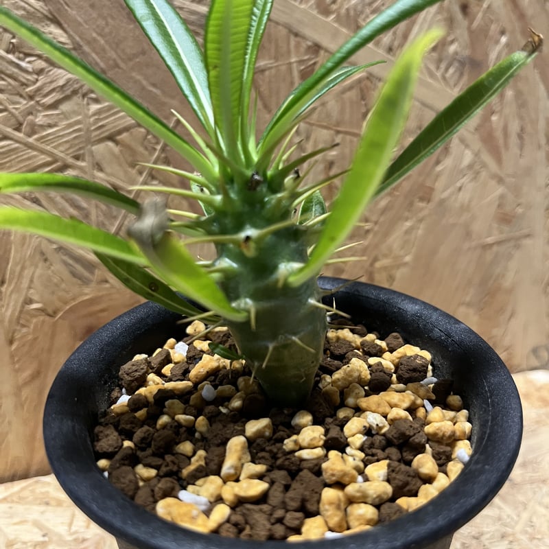 希少 パキポディウム アンボンゲンセ 観葉植物 パキポディウム アンボンゲンセ【615】 | PROTOLEAF プロトリーフ