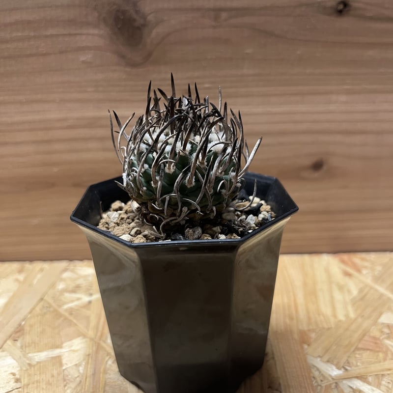 牙城丸　ツルビニカルプス　サボテン　昇竜丸黒王丸 ツルビニカルプス 昇竜丸 | GREEN LUCK