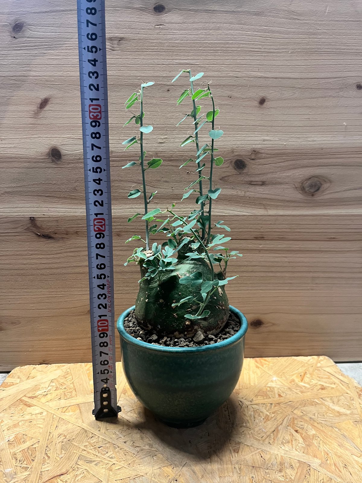 アデニア スピノーサ | GREEN LUCK