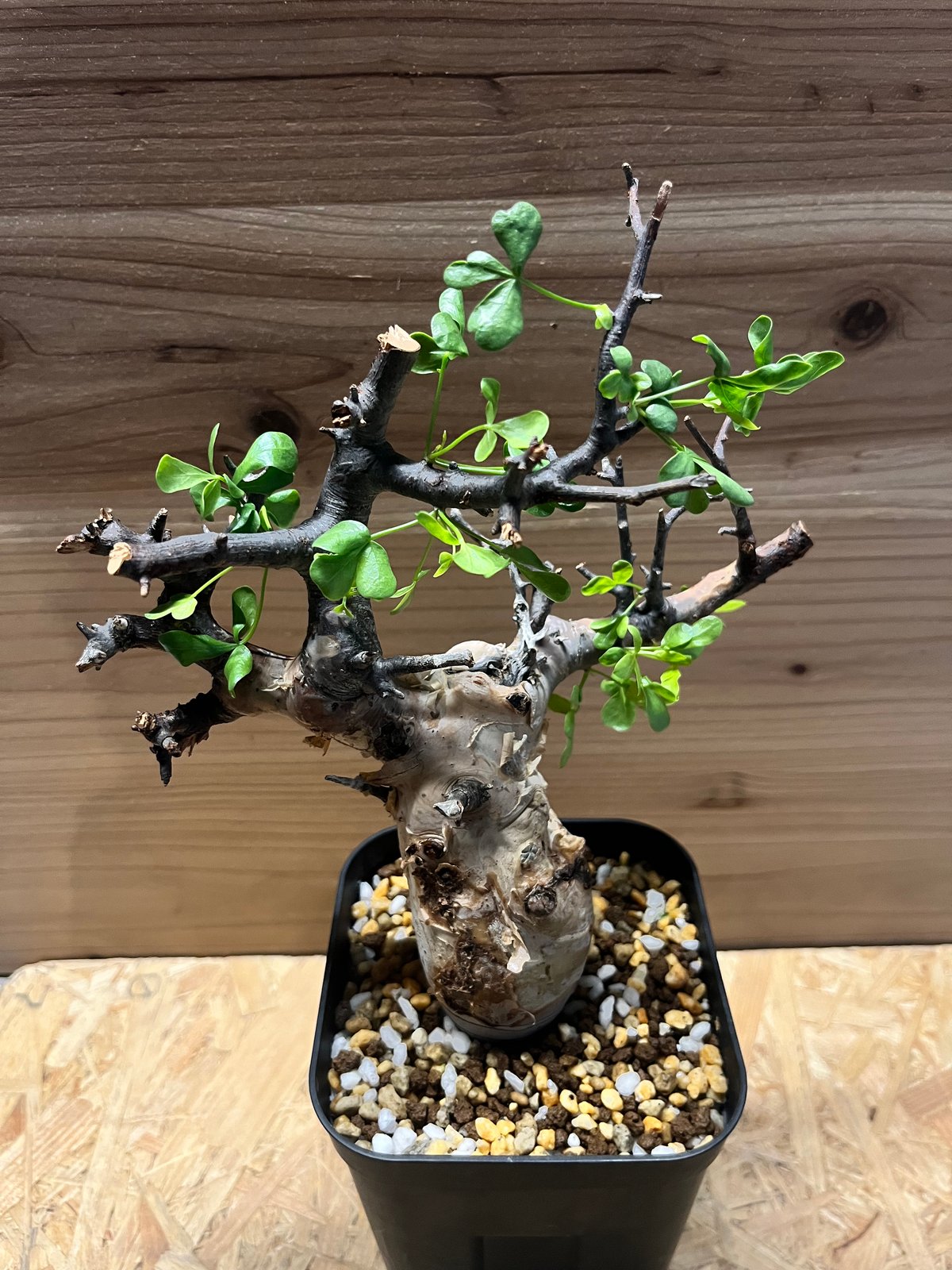 送料無料 ⑤コミフォラ カタフ ソマリア産Commiphora kataf Commiphora kataf 〈幹幅3.4cm〉 | QSPLANT