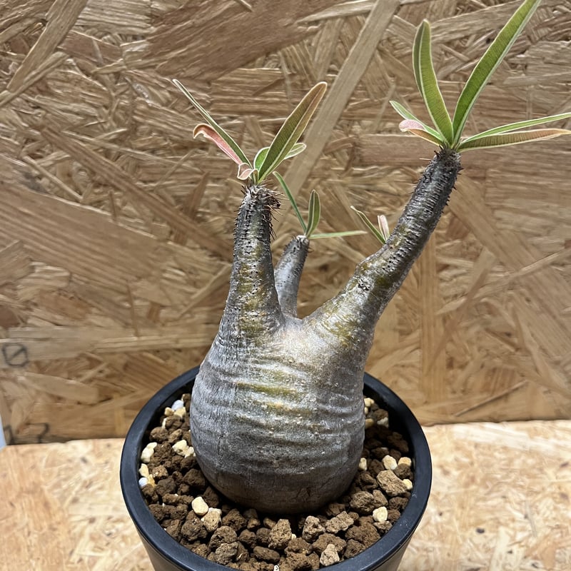 パキポディウム グラキリス | GREEN LUCK