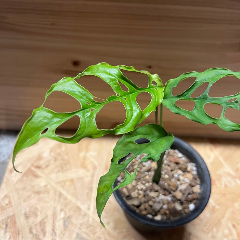 モンステラ オブリクア ペルー | GREEN LUCK