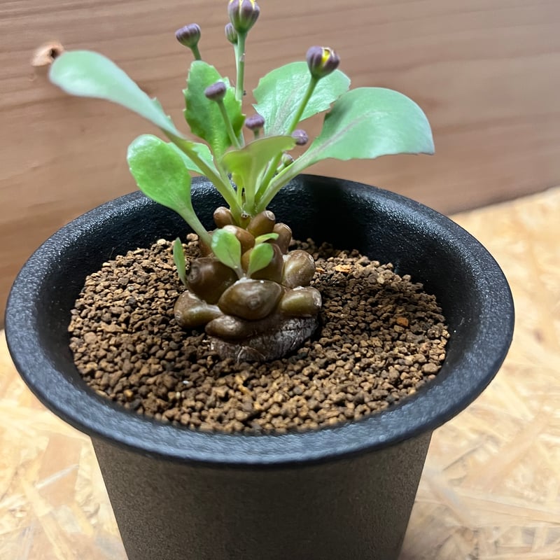 オトンナ・ヘレー オトンナ ヘレー | GREEN LUCK