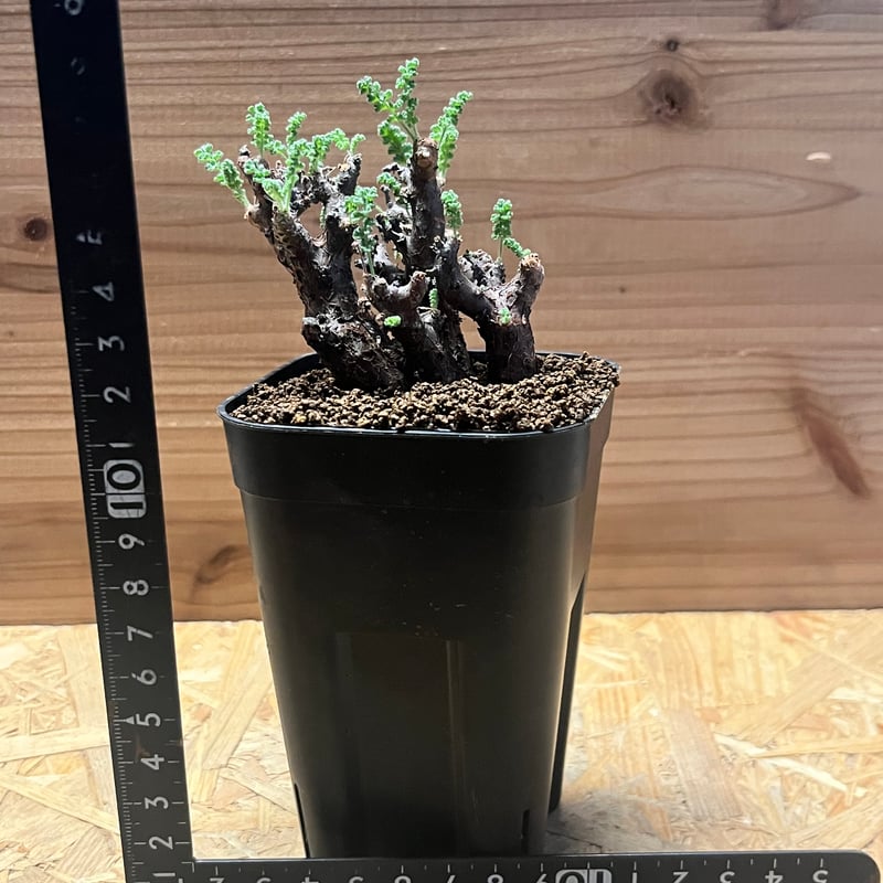 ペラルゴニウム アルテルナンス | GREEN LUCK