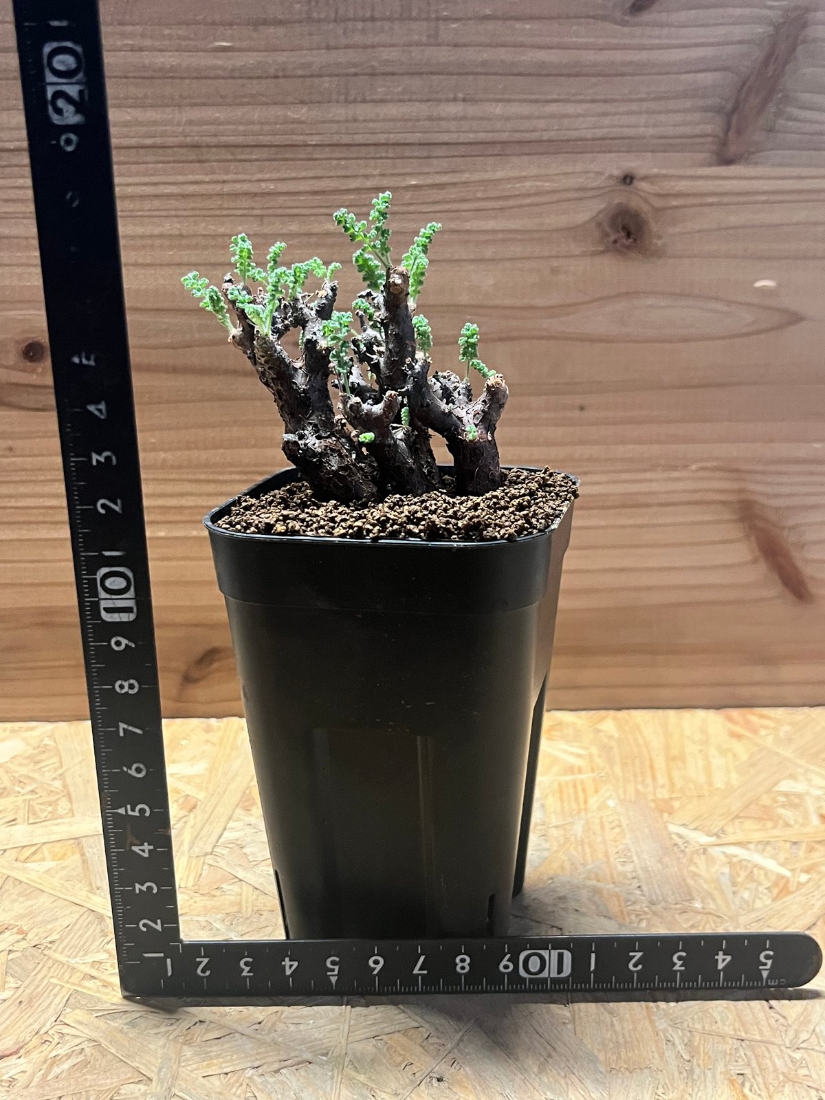 ペラルゴニウム アルテルナンス | GREEN LUCK