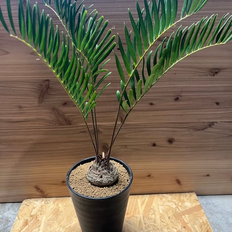 フロリダーナ | STORES