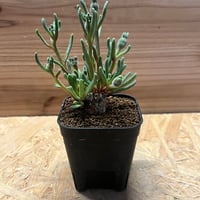 アガベ チタノタ ウリエル実生 | GREEN LUCK