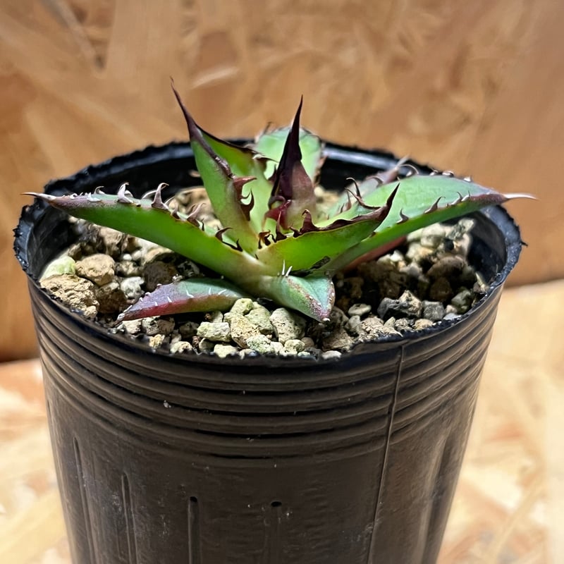 アガベ ホリダ 実生 | GREEN LUCK