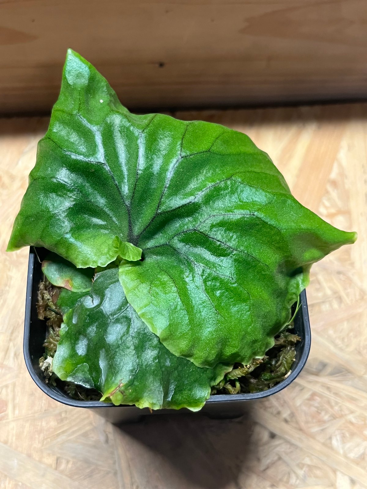 ビカクシダ マダガスカリエンセ | GREEN LUCK