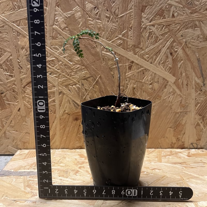 オペルクリカリア パキプス 実生 | GREEN LUCK