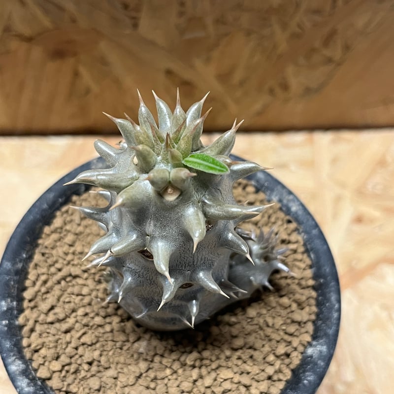 パキポディウム デンシフローラム | GREEN LUCK