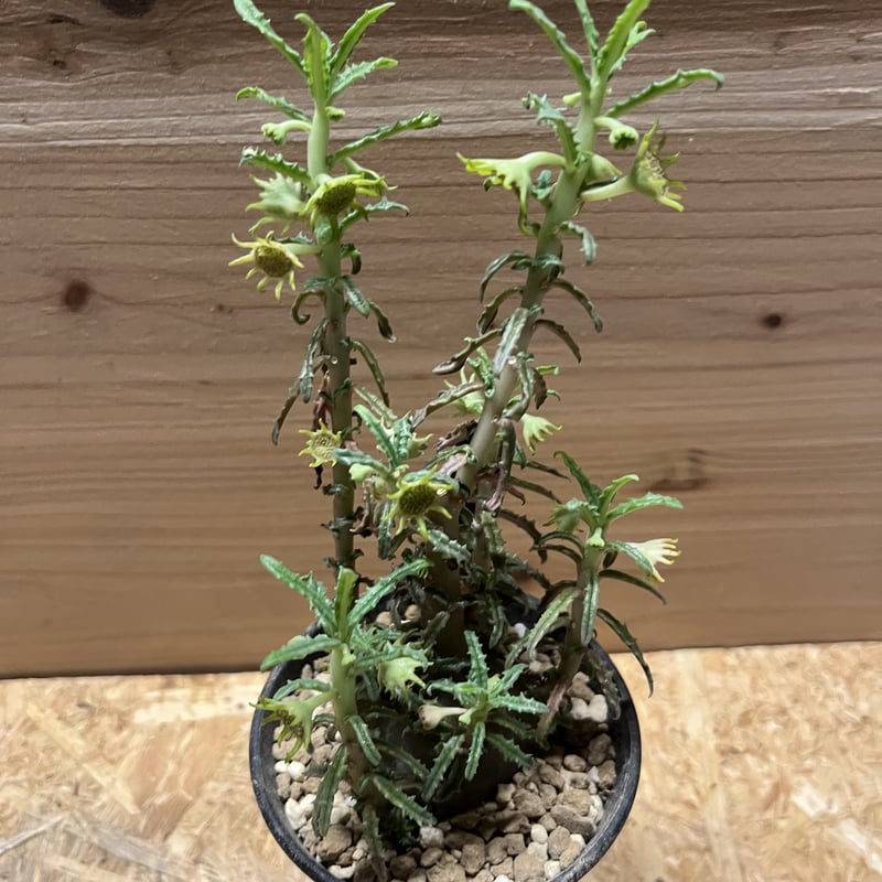 ドルステニア ヒルデブランドティー f. クリスプム 実生2年 ドルステニア ヒルデブランドティー f. クリスプム／ Dorstenia