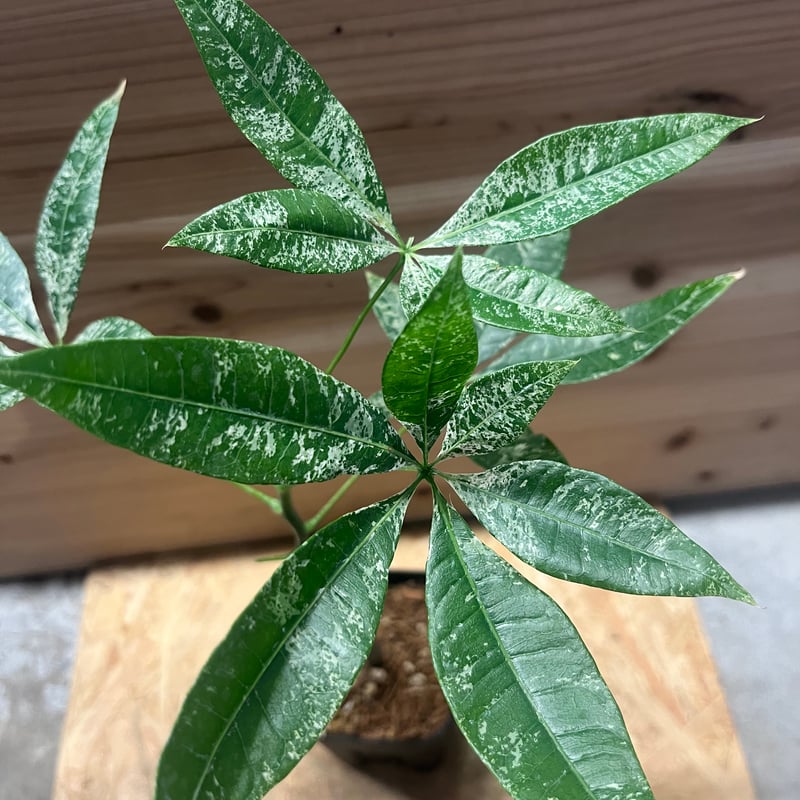 パキラ 斑入り 実生 | GREEN LUCK