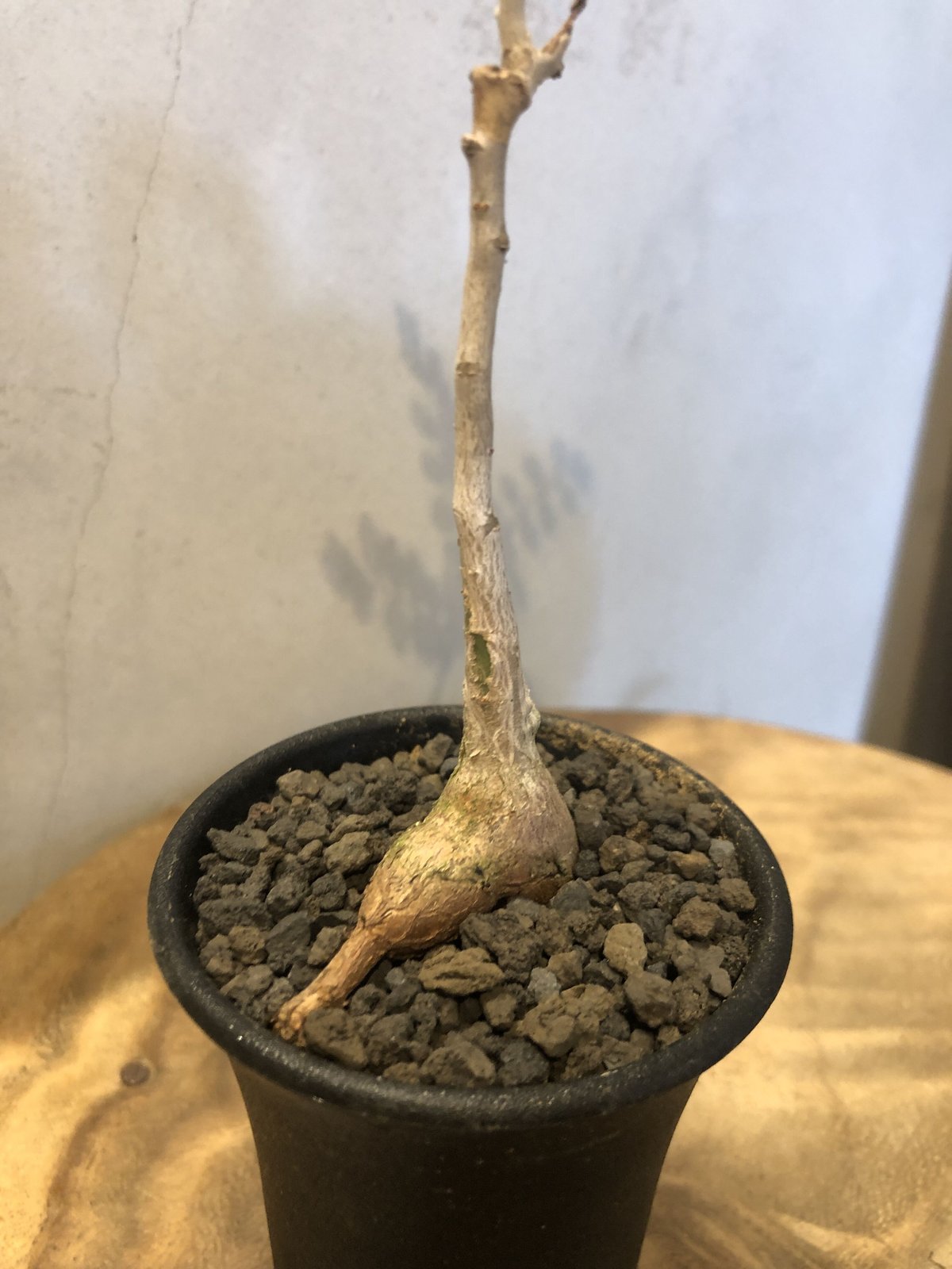 パキコルムス ディスカラー 象の木 | GREEN LUCK