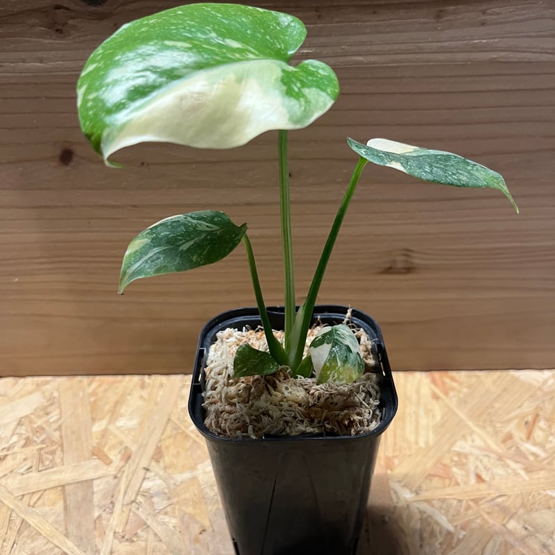 斑入りモンステラ　クリームブリュレ　Creme Brulee 3.5号 斑入りモンステラ デリシオーサ クリームブリュレ | GREEN LUCK