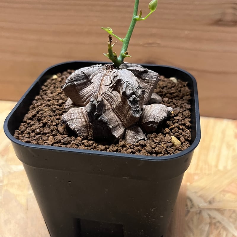 亀甲竜 ディオスコレア エレファンティペス | GREEN LUCK