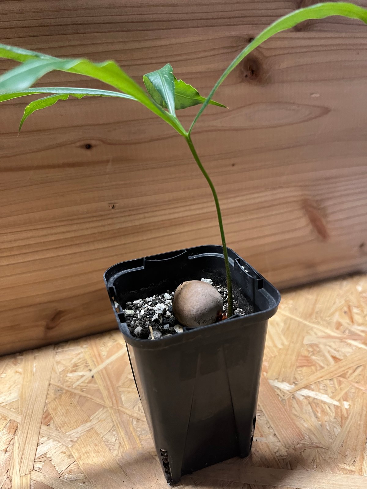 サイカス デバオエンシス | GREEN LUCK