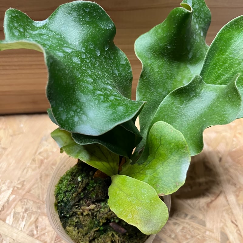 ビカクシダ　ヒリードラゴン　親株 ビカクシダ P.hillii cv.Dragon ヒリー ドラゴン🌱 | plants naro