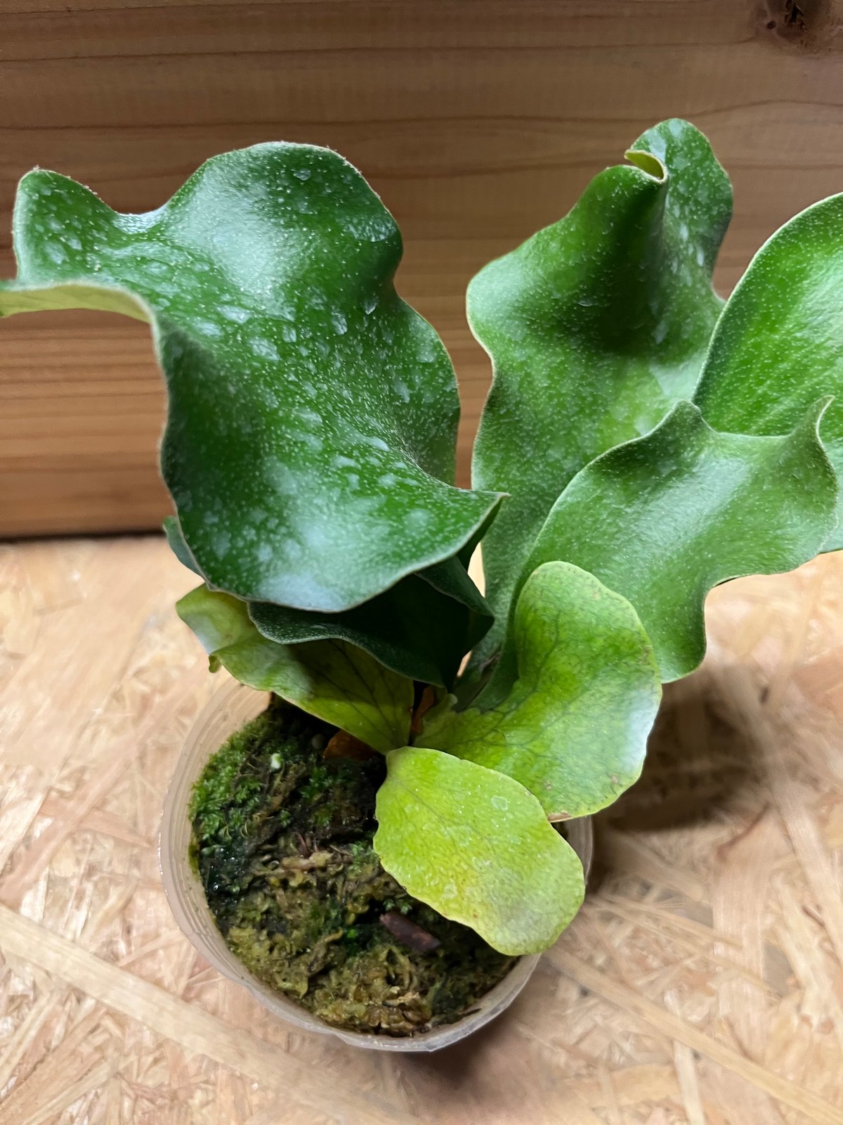 ビカクシダ ヒリー ドラゴン | GREEN LUCK