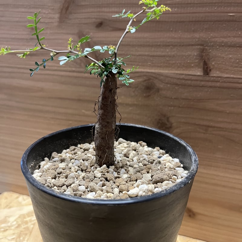 オペルクリカリア パキプス 根差し | GREEN LUCK